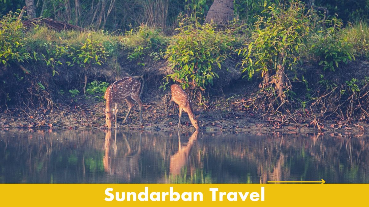 Sundarban Travel