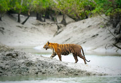 Sundarban Tour 1 Night 2 Days